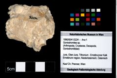 Foto (Objekt + Etikett) von Goniodromites sp.  (NHMW-GEO-1990-0041-3224)